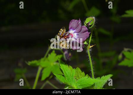Phaeum geranio nelle ombre della foresta Foto Stock