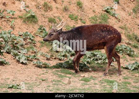 Visayan ha avvistato cervi in uno zoo in francia Foto Stock