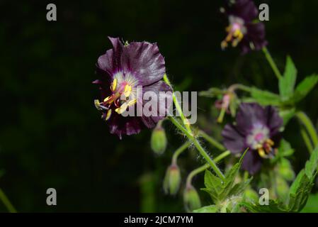 Phaeum geranio in mezzo alla primavera Foto Stock