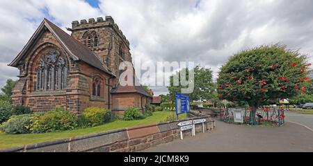 Chiesa di Santa Croce, e Dressed Thorn Tree per Bawming della cerimonia Thorn, Appleton Thorn, Warrington, Cheshire, Inghilterra, REGNO UNITO, WA4 4QU Foto Stock