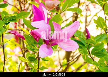 Rosa brillante Magnolia Susan fiori liliiflora con foglie verdi nel giardino in primavera. Foto Stock