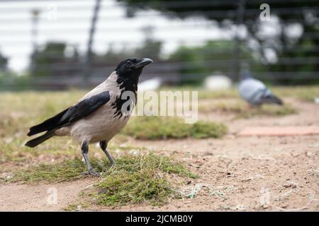 Comune corvo nero e grigio in primo piano con una colomba sullo sfondo sfocato Foto Stock