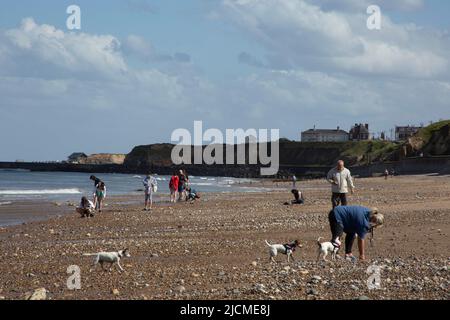 Persone in cerca di vetro marino a Seaham Beach Country Durham, Inghilterra Regno Unito Foto Stock