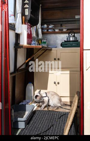 Attraverso la porta aperta all'interno di una carovana d'epoca. Ogni spazio ha fatto buon uso di. Gatto mangiare felicemente, un compagno per i suoi viaggiatori umani Foto Stock