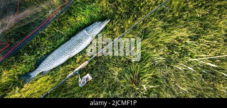pesce luccio e pesca affrontare su sfondo verde erba. banner Foto Stock