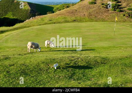 Pecore che pascolano un verde sul campo da golf Church Stretton, Church Stretton, Shropshire Foto Stock