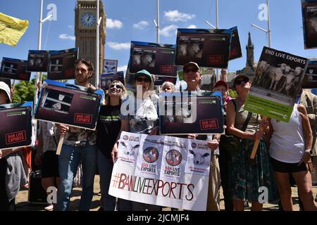 Londra, Inghilterra, Regno Unito. 14th giugno 2022. Gli attivisti hanno protestato in Piazza del Parlamento per chiedere al governo britannico di porre fine alle esportazioni di animali vivi. (Credit Image: © Thomas Krych/ZUMA Press Wire) Foto Stock