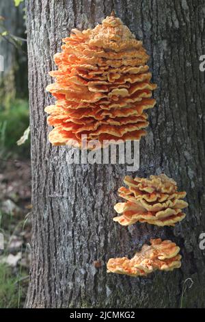 Parassita di funghi arancio di Chaga su un vecchio tronco di albero decadente vicino Foto Stock