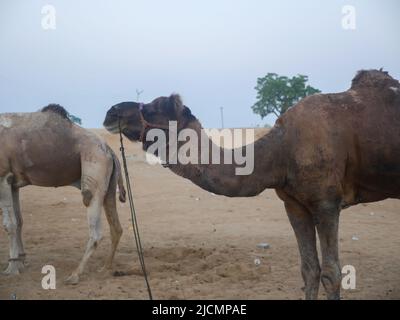 cammelli indiani nella città deserta pushkar rajasthan Foto Stock