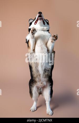 Gallese Corgi Pembroke razza cane di colore nero, marrone e bianco su sfondo tan vuoto Foto Stock
