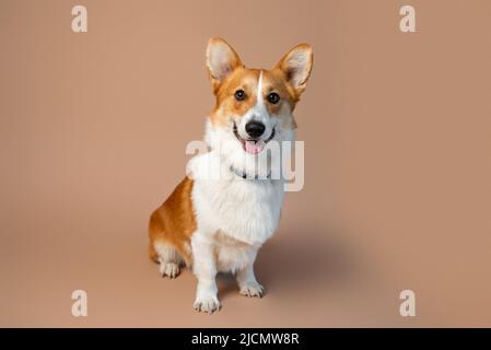 Gallese Corgi Pembroke cane razza di colore rosso e bianco su sfondo tan vuoto Foto Stock