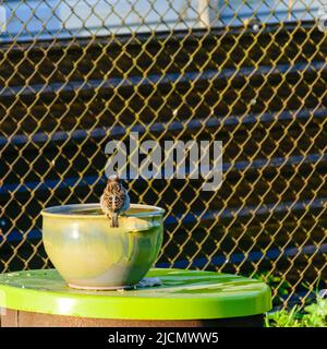un piccolo passero beve acqua da una grande ciotola di argilla, innaffiare uccelli in estate, un piccolo giardino come un hobby Foto Stock