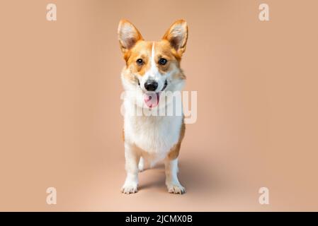 Gallese Corgi Pembroke cane razza di colore rosso e bianco su sfondo tan vuoto Foto Stock