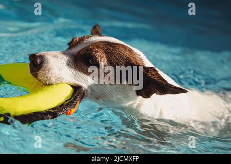 Primo piano su basso angolo di un cane Jack Russell Terrier che nuota in una piscina sul cortile mentre porta un giocattolo giallo in bocca Foto Stock