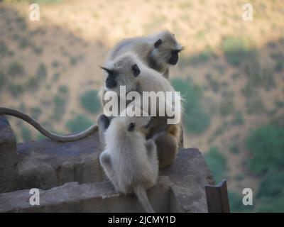 Indian Grey Langur hanuman scimmie truppe di riposo sulla montagna Foto Stock