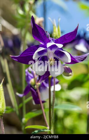 Primo piano di un fiore di aquilegia viola e bianco in fiore Foto Stock