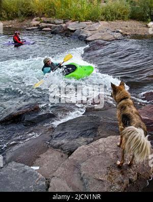 Un cane in piedi su un masso al bordo di un fiume che guarda verso due persone kayak su Clear Creek a Golden, Colorado il 24th settembre 2008. Foto Stock