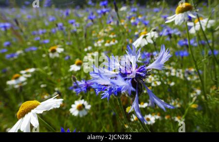 Un prato pieno di camomilla bianca e fiori di mais blu. Visto a Springendal, Paesi Bassi Foto Stock