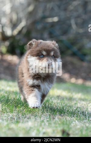 Ritratto di un cane finlandese Lapphund e cucciolo all'aperto Foto Stock