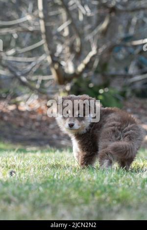 Ritratto di un cane finlandese Lapphund e cucciolo all'aperto Foto Stock