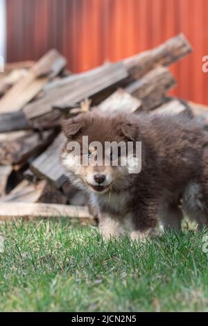 Ritratto di un cane finlandese Lapphund e cucciolo all'aperto Foto Stock