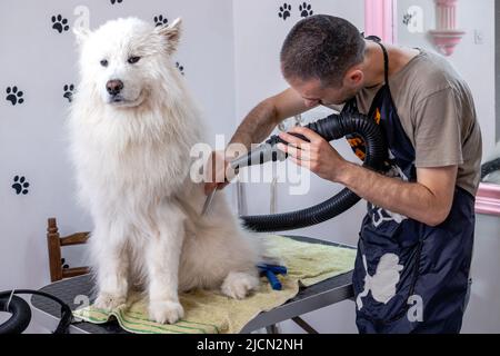 Un groomer professionale è l'aria che asciuga e spazzola un cane bianco Husky samberiano bello in un salone dell'animale domestico. Foto Stock