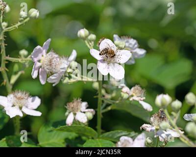 Mirtilli fioriti, Rubus sectio Rubus Foto Stock