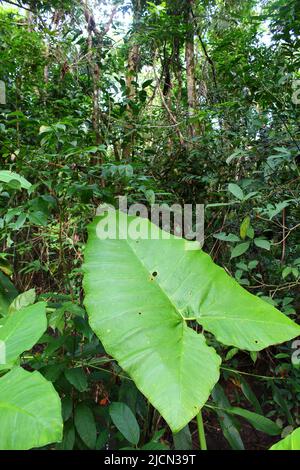 Primo piano di Taro (Colocasia esculenta) o Coco Yam foglia con alberi giungla sullo sfondo Foto Stock