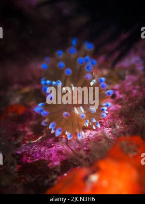 Antiopella cristata, è una specie di nudibranco doride. È un mollusco marino di gasteropode. Foto Stock