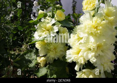 Primo piano di hollyhocks gialli in un giardino di campagna inglese con edifici sullo sfondo Foto Stock