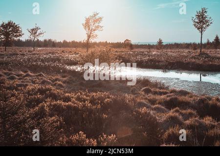 Paesaggio di alta brughiera nel parco naturale tedesco-belga Hohes Venn-Eifel Foto Stock