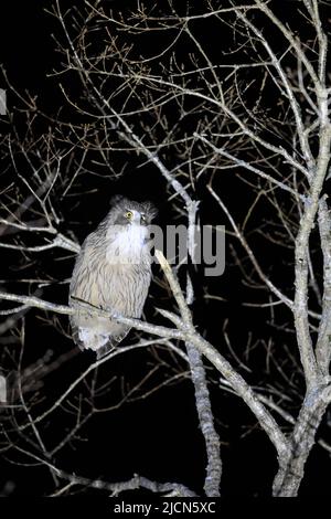 Blakiston's pesce civetta (Ketupa blakistoni) in Hokkaido, Giappone Foto Stock