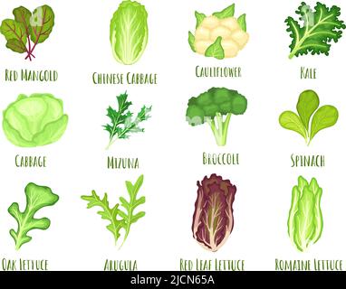 Lattuga vegetale. Cavolo per insalata, foglie di spinaci verdi e set vettore di broccoli cartoon Illustrazione Vettoriale