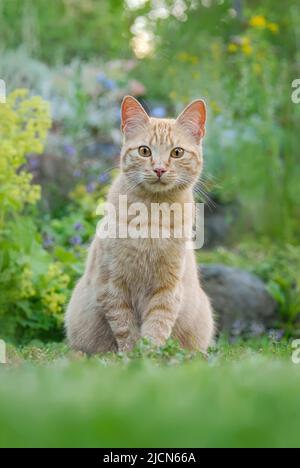 Carino giovane zenzero tabby gatto colorato, European Shortair, seduto su erba verde in un giardino fiorito e guardando curiosamente, Germania Foto Stock