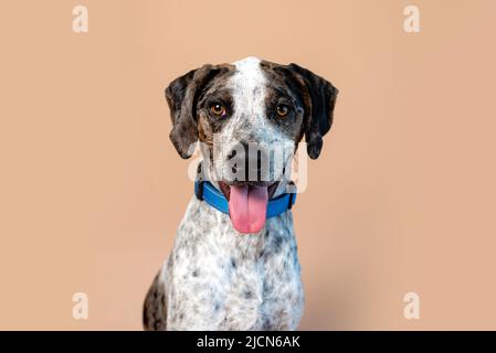 Ritratto di un bel cane di salvataggio misto su uno sfondo marrone. Animali domestici in studio. Foto Stock