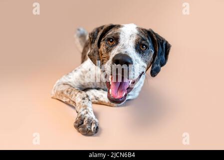 Ritratto di un bel cane di salvataggio misto su uno sfondo marrone. Animali domestici in studio. Foto Stock