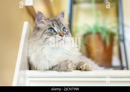 Femmina di gatto siberiano che giace sullo scalone Foto Stock