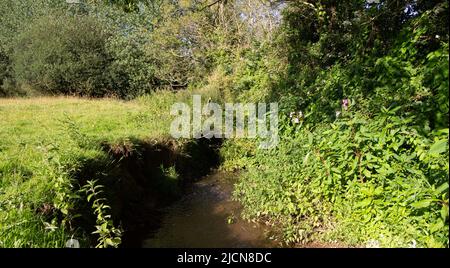 torrente marrone fangoso con fiori selvatici con alberi e. un campo in background Foto Stock