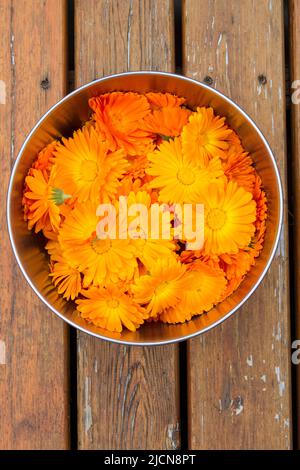 Un recipiente in acciaio riempito con teste di fiori di Calendula arancione brillante appena raccolte (Calendula officinalis). Foto Stock