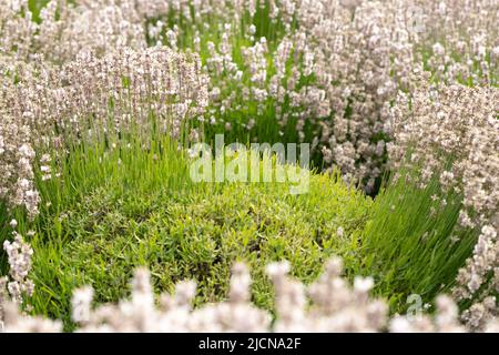 Stabilimento di lavanda bianca in campo a Sequim, WA Foto Stock