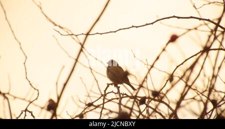 Sparrow seduto sul ramo spugnoso senza frondolo, visto dal lato Foto Stock