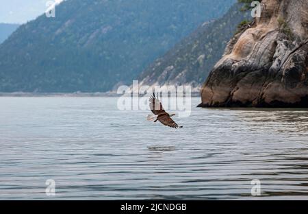 Skagway, Alaska, USA - 20 luglio 2011: Taiya Inlet sopra Chilkoot Inlet. L'aquila calva vola con ali spalmate sull'acqua grigia del fiordo vicino al litorale roccioso Foto Stock