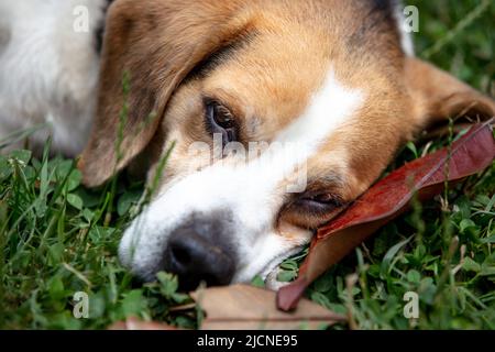 un cane beautfiul che riposa in giardino Foto Stock