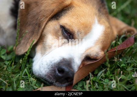 un cane beautfiul che riposa in giardino Foto Stock