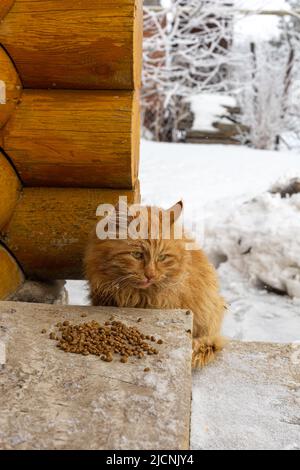 Gatto zenzero congelato con capelli soffici e occhi verdi seduti sul portico della casa guardando verso il basso con cibo per animali di fronte ad esso. Rifugio per animali. Persone e animali Foto Stock