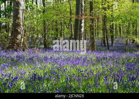 Bluebells, l'antica scena di Norfolk Woodland, Inghilterra, Regno Unito Foto Stock