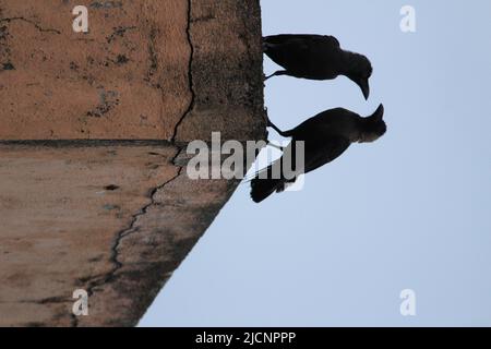 Due corvi seduti al muro la mattina presto. Due corvi affacciati e seduti Foto Stock