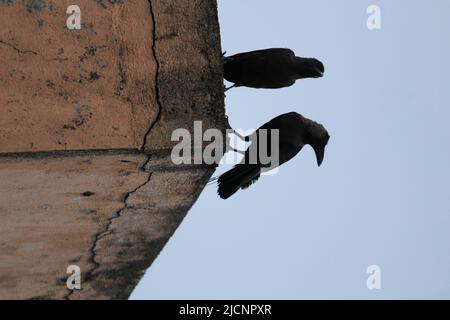 Due corvi seduti al muro la mattina presto. Due corvi affacciati e seduti Foto Stock