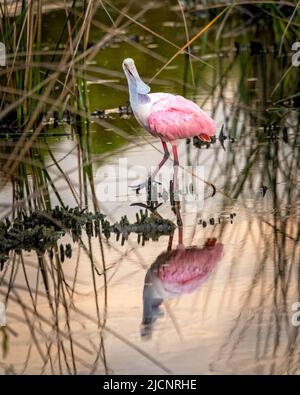 Roseate Spoonbill Foraging Foto Stock