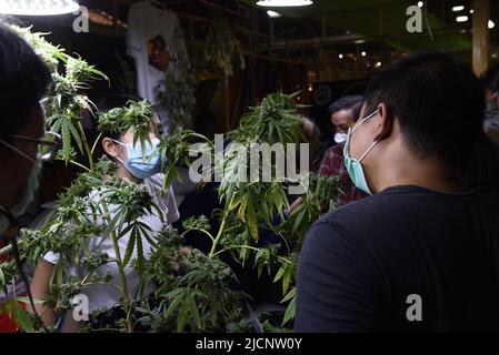 12 giugno 2022, Samut Prakan, Thailandia: L'atmosfera dell'evento ''Cannabis Samut Prakan'' dopo che il governo ha annunciato il rilascio dello status di droga a Cannabis il 9 giugno 2022, che all'evento erano distributori di piante di Cannabis, O la vendita di prodotti trasformati estratti da Cannabis, ha guadagnato l'attenzione della gente, al magazzino su Thepharak Road, Samut Prakan Province.Cannabis in Thailandia sarà utilizzato per il reddito medico, medico, economico, dove le persone possono coltivare cannabis per il consumo, Tetrahydroconnabinol (THC) superiore al 0,2% è considerato una droga. E illegale. (Credito Foto Stock